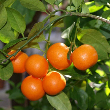Mandarin Orange Fruit Plant-Grafted