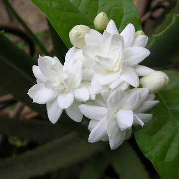 Jasmine Mini/Mogra Flowering Plant