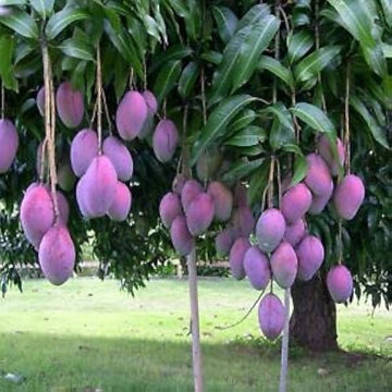 Irwin Purple Mango Fruit Plant