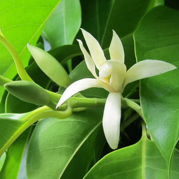White Champaca / Magnolia alba (Grafted) - Plants