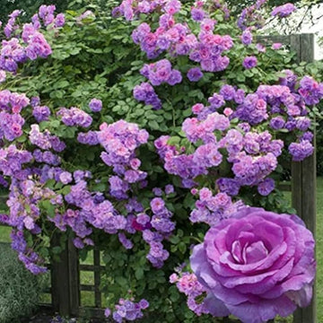 Jasmina | Climbing Rose Flower Plant