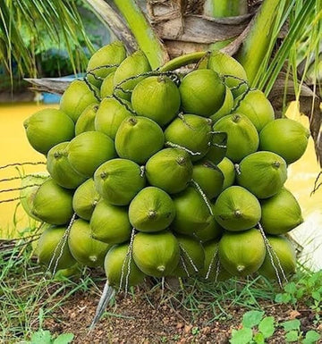 Green Dwarf Coconut Fruit Tree