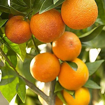 Nagpur Orange Fruit Plant-Grafted