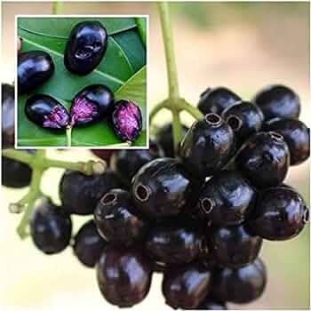 Black Jamun-Grafting Fruit Plant