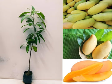 Hybrid Three Test Mango Fruit Plant