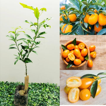 Sweet Lemon Fruit Plant (Grafted)