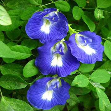 Aparajita Flowering Plant(Blue)Colour