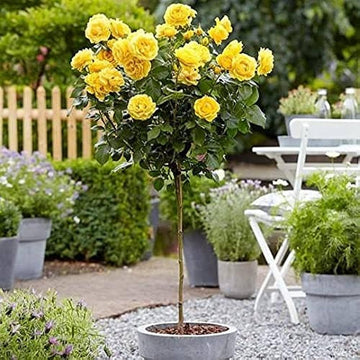 Hybrid Yellow Rose Flower Plant