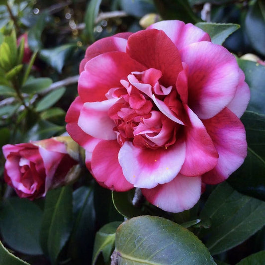 Hybrid Camelia Flowers Plant New