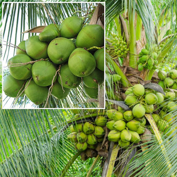 Chandra kalpa Coconut Fruit Tree
