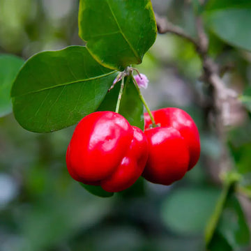 Barbados Cherry Plant For Gardening