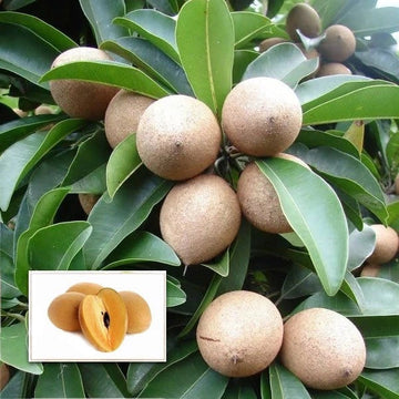 Kalapati Chiku Grafted Fruit Plant