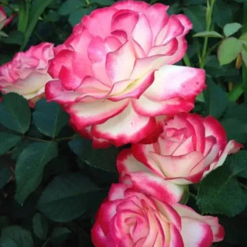 Double Delite Rose Flower Plant