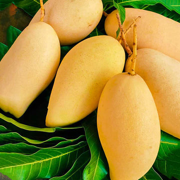 Nam Doc Mai Mango Grafted plant