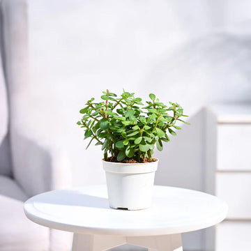 JadeMini Plant