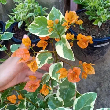 Variegated Bougainvillea (Orange) Colour Plant