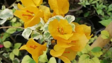 Variegated Bougainvillea (Yellow) Colour Plant