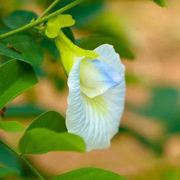 Aparajita Flowering Plant (white Colour)