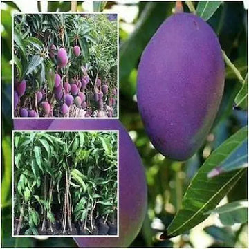 Hybrid Pulmer Mango Fruit Plant
