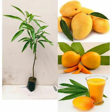 (Gardenershub) Dasheri Mango Fruit Plant (Grafted)