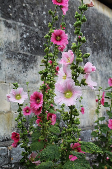 Hollyhock, Flower Hibiscus plant