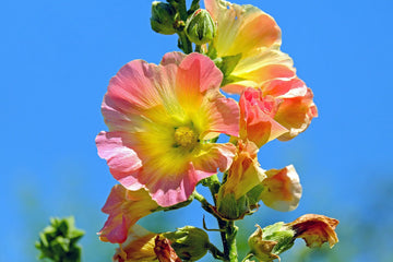 Hollyhock, Flower Hibiscus plant