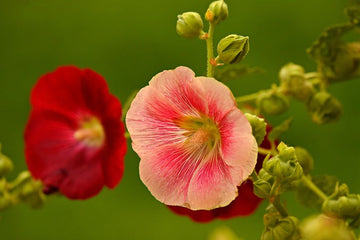 Hollyhock, Flower Hibiscus plant