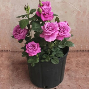 Hybrid Grafted Rose Flower Plant