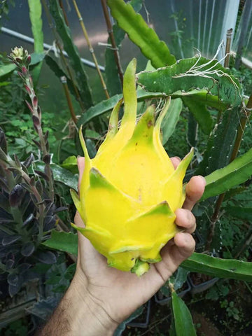Yellow Colour Dragon Fruit Plant