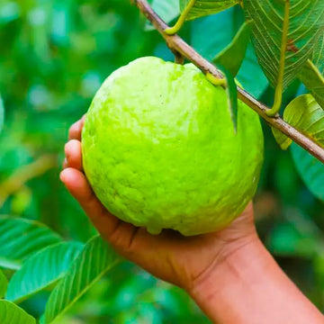 Thai Kg Guava Fruit Plant