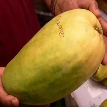 Hybrid Noorjahan Mango Fruit plant