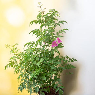 Tecoma Pink Vine Flower Plant
