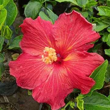 Hybrid American Hibiscus Flower Plant