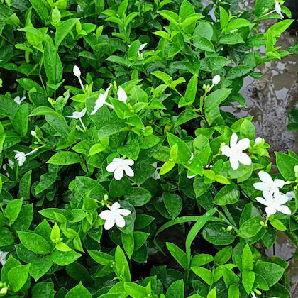 Bhutan Tagar Flower plant White colour