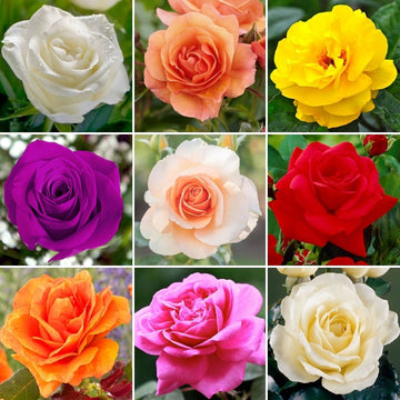 Pack Of 4 Different Colour Rose Plant.
