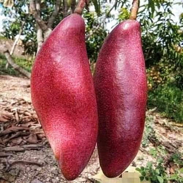 King Of Chakapat Mango Fruit Plant