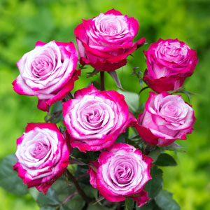 Hybrid Rose Grafted Plant For Gardening