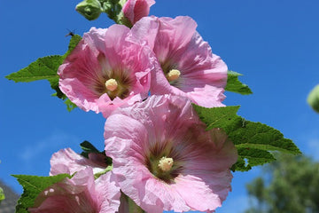 Hollyhock Flower Hibiscus plant