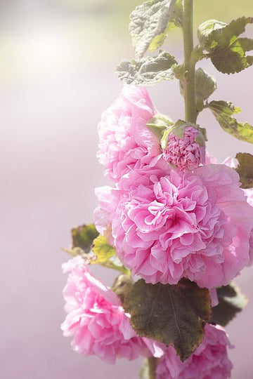 Hollyhock Flower Hibiscus plant