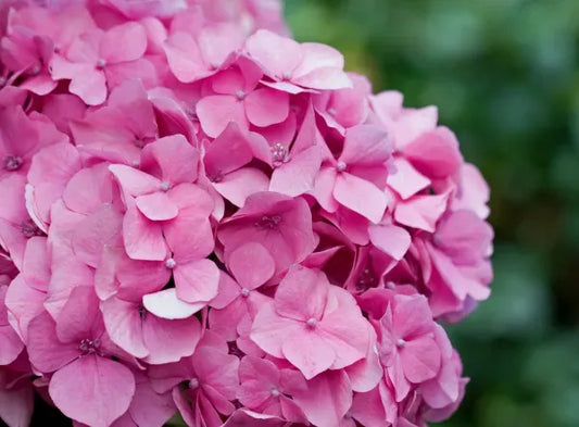 Hybrid Hydrangea Plant For Gardening