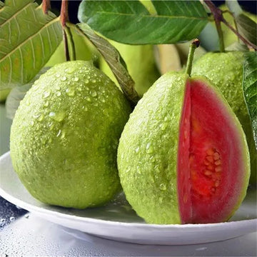 Thai Pink Guava Fruit Plant