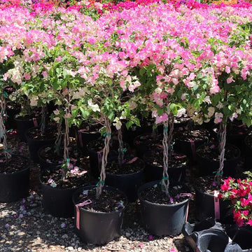 Thai Delight Bougainvillea Flower Plant