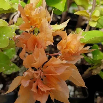 Thai Gold Bougainvallea Flowers plant