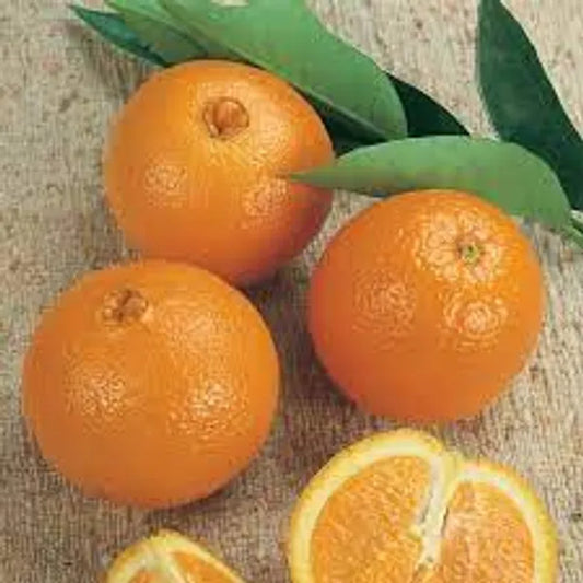 Washington Navel Orange Plant-Grafted