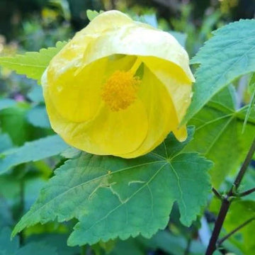 Yellow Lantern Hibiscus Flower Plant