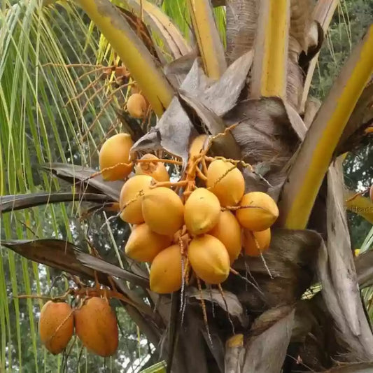 Kera Sankara Coconut Fruit Tree