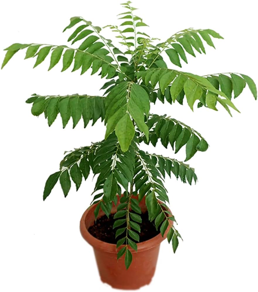 Kari Patta Live Plant For Gardening