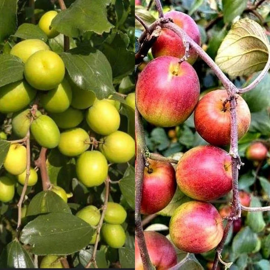 Grafting All Time Red Apple Ber- Fruit Plants-(Gardenershub)