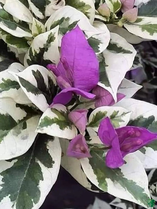 SSB Purple Bougainvillea flower plant
