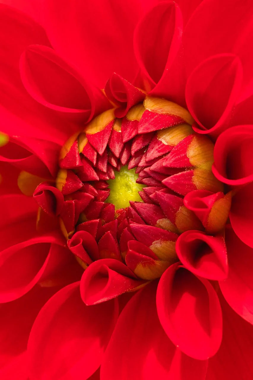 Dahlia, Flower Bulb/lily pack of( 10)